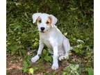 Adopt Mozzie a Labrador Retriever Jack Russell Terrier