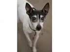 Adopt Rascal a Toy Fox Terrier