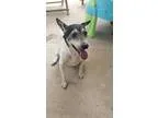 Adopt CharlieMS a Jack Russell Terrier