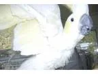 Adopt Piti Aloho a Cockatoo