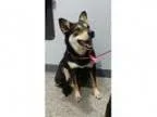 Adopt Fiona a Cattle Dog Shepherd