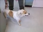 Adopt Daisy a Australian Shepherd