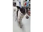 Adopt Katie a Greyhound