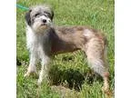 Adopt Willow(15 lb) Great Family Pet a BrownChocolate - with Whi