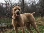 Adopt Markus a Cane Corso Mastiff
