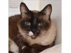 Adopt Sox a Siamese Mixed cat in Oceanside CA ()