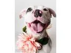 Adopt GISELLE a Pit Bull Terrier  Mixed dog in Sacramento CA (15