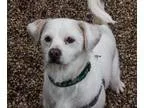 Adopt Zap a Jack Russell Terrier (Parson Russell Terrier)