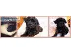 Designer Breed Yorkiepoo
