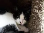 Adopt Joy a Black and White or Tuxedo Domestic Shorthair (short 