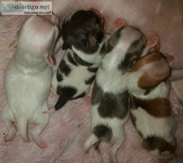 Adopt Dots a White - with Gray or Silver Shih Tzu  Mixed dog in 