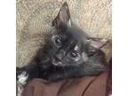 Adopt Trooper a Tortoiseshell Domestic Mediumhair (medium coat) 