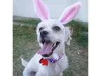 Adopt Bunny a Poodle