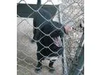 Adopt Pippin a Labrador Retriever