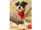 Adopt Roulette a Schnauzer Poodle
