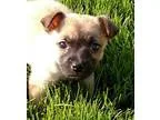 Adopt Patty a TanYellowFawn - with Black Miniature Pinscher  Mix