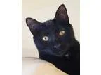 Adopt Olaf a Black (Mostly) Domestic Shorthair (short coat) cat 