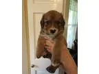 Adopt SERGE-PLAYFUL a Jack Russell Terrier Poodle