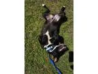 Adopt Finn a Great Dane Labrador Retriever