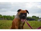 Adopt Henry a TanYellowFawn Boxer  Mixed dog in Waldron AR (1540