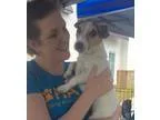 Adopt Jordan a White - with Black Jack Russell Terrier  Mixed do