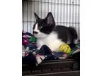 Adopt Parrot a All Black Domestic Shorthair  Mixed cat in Bingha