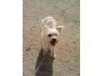 Adopt Tippy a Terrier Poodle