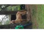 year old mare for sale