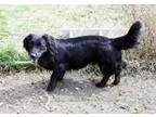 Adopt Norton a Spaniel Basset Hound