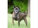 Adopt Sugar a Pug  Mixed dog in Charlottesville VA (15464919)
