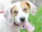 Adopt AURORA a White - with Tan Yellow or Fawn Hound (Unknown Ty