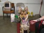 Adopt ACE a German Shepherd Dog