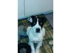Adopt Dorey a Black - with White Shar Pei  Border Collie  Mixed 