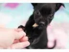 Adopt Sable a Miniature Pinscher Terrier