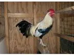 Adopt Brooks a Chicken