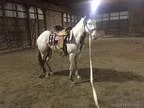 Frame Overo Apha Mare