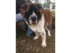 Adopt Daisy Mae a St. Bernard  Mixed dog in Loxahatchee FL (1558