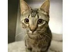 Adopt Charmane a Brown Tabby Domestic Shorthair  Mixed cat in Hi