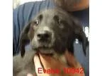 Adopt Evelyn a Australian Shepherd Labrador Retriever