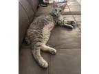 Free Domestic Short Hair Cat