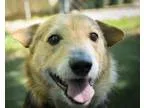 Adopt Buster a Jack Russell Terrier