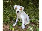 Adopt Mozzie a Labrador Retriever  Jack Russell Terrier  Mixed d