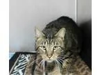 Adopt Scout a Brown Tabby Domestic Shorthair  Mixed cat in Hilto