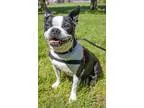Adopt Bebe a Black - with White Boston Terrier  Mixed dog in Sal