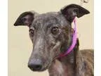 Adopt Wiggles a Greyhound