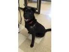 Adopt Dane a Labrador Retriever