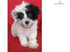 Gibbs (Courtesy Listing from Princeton IN) - Male Border Collie 