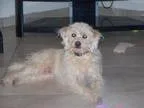 Adopt Jake a Poodle Terrier