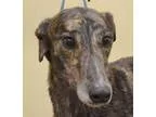 Adopt Slinger a Greyhound