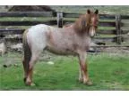 Well trained 49&quot red roan filly pony